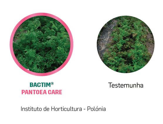 Fitolivos Bactim Pantoea Care