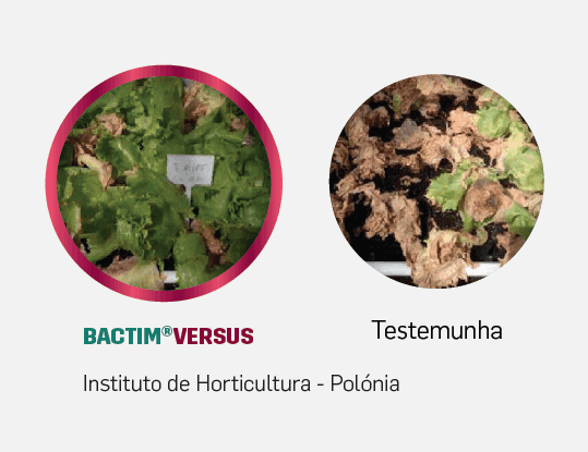 Fitolivos Bactim Versus 